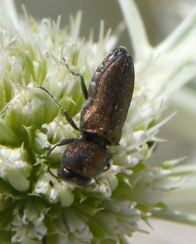 Réf. 262 522 : Anthaxia sp.